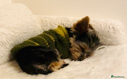 Yorkshire Terrier dogs for stud: Stud only, Exceptional miniature yorkshire terrier - Image 5