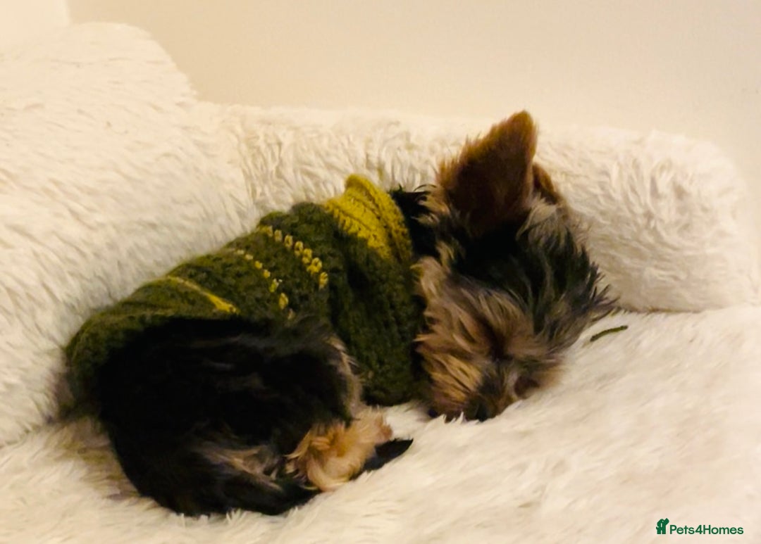 Yorkshire Terrier dogs for stud: Stud only, Exceptional miniature yorkshire terrier - Image 5