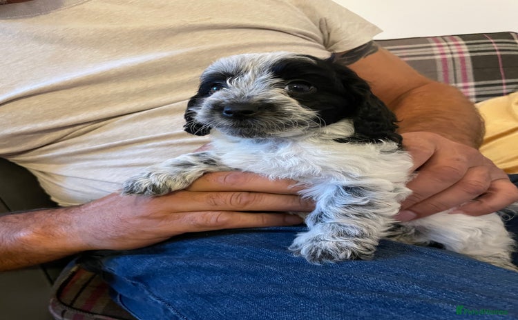 Mixed Breed dogs - Advert 1