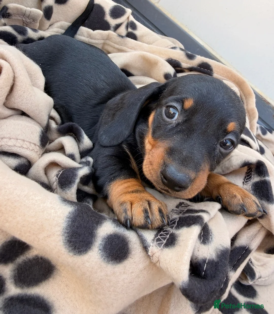 Dachshund dogs for sale: 5 beautiful full bread dachshund for sale  in Newport Pagnell - Advert 6