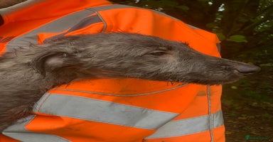 Deerhound dogs - Advert 6