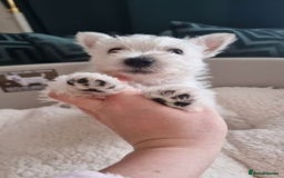 West Highland Terrier dogs for sale: TOP QUALITY WESTIE PUPPIES - Image 2
