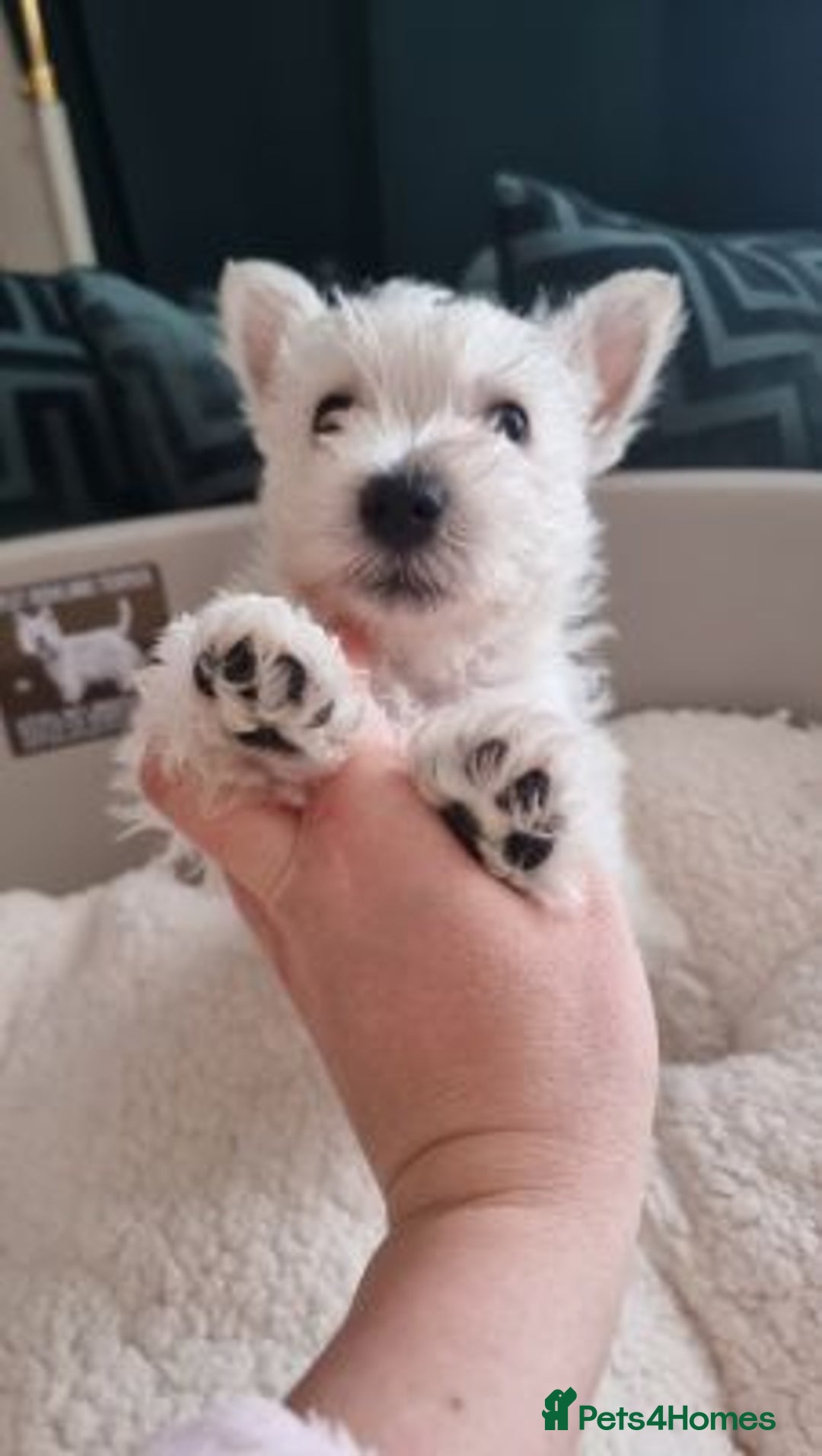 West Highland Terrier dogs for sale: TOP QUALITY WESTIE PUPPIES - Image 2