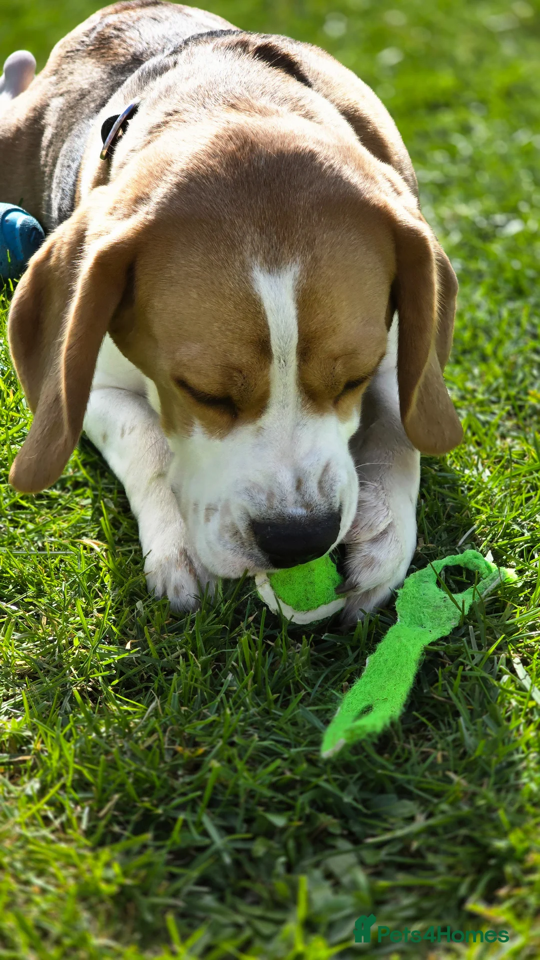 Beagle dogs for sale: 10 month male Beagle - Advert 2