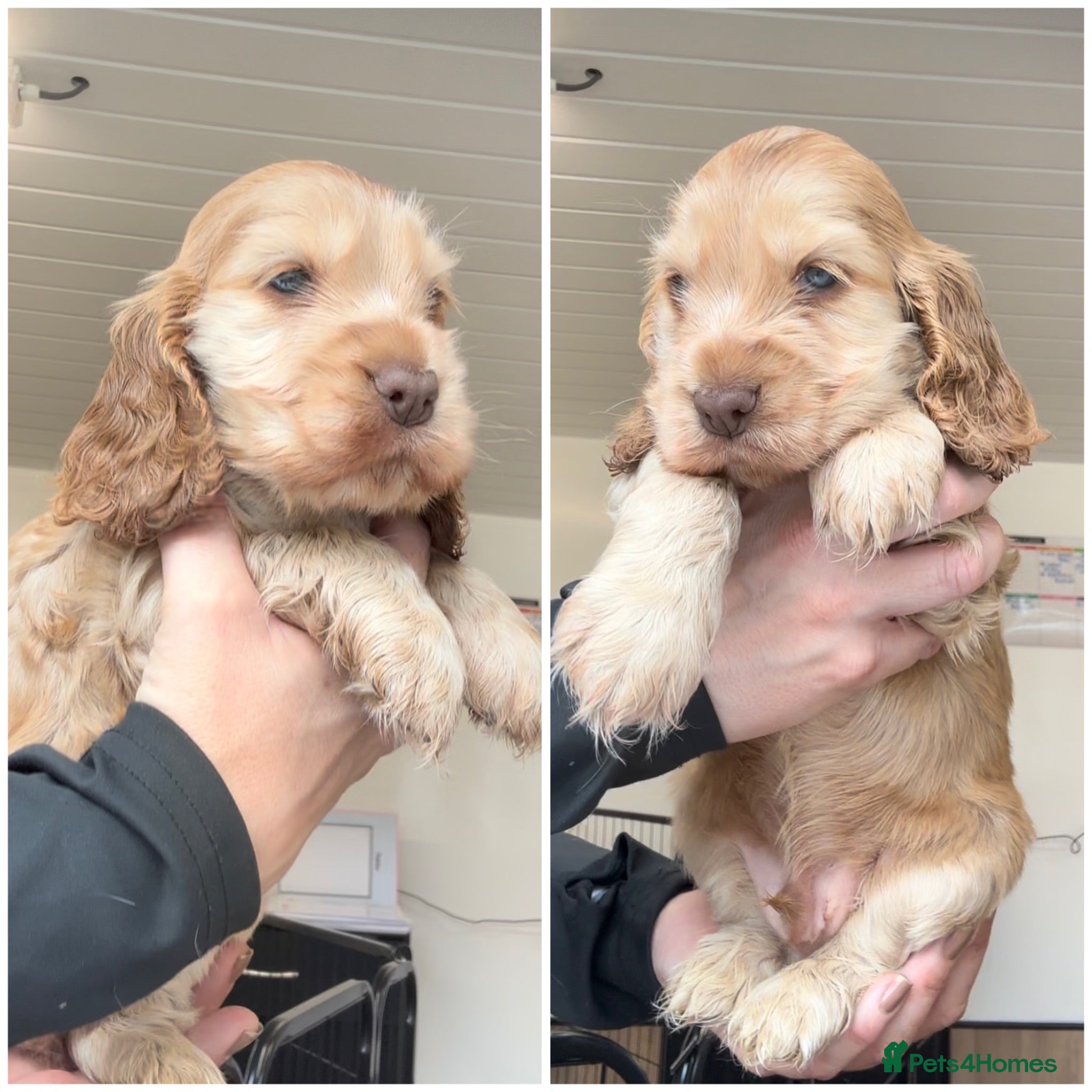 Cocker Spaniel dogs KC Registered Sable Show cocker spaniels  - Advert 1