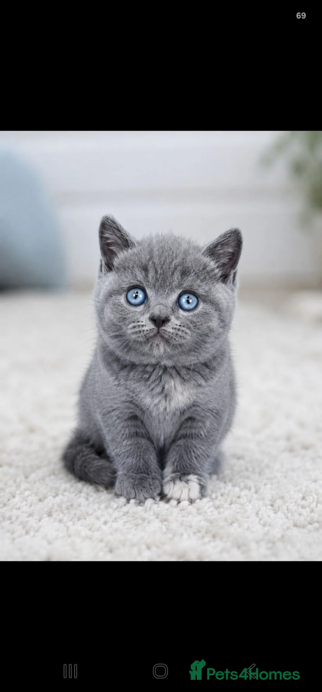 British Shorthair cats for sale: GCCF registered kittens - Advert 1