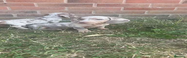 Miniature Dachshund 2