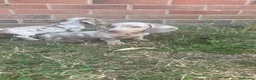 Miniature Dachshund dogs for sale: Short haired dachshunds  - Advert 4