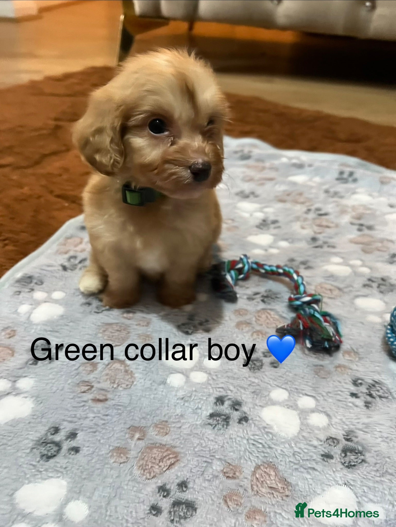 Cavapoo dogs Health tested cavapoos ready 19th August 💙💕 - Advert 1