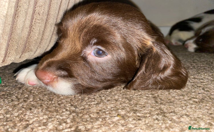 English Springer Spaniel dogs - Advert 15