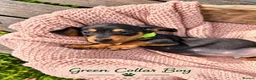 Miniature Dachshund dogs for sale: Miniature Dachshund Boys and Girl - Advert 7