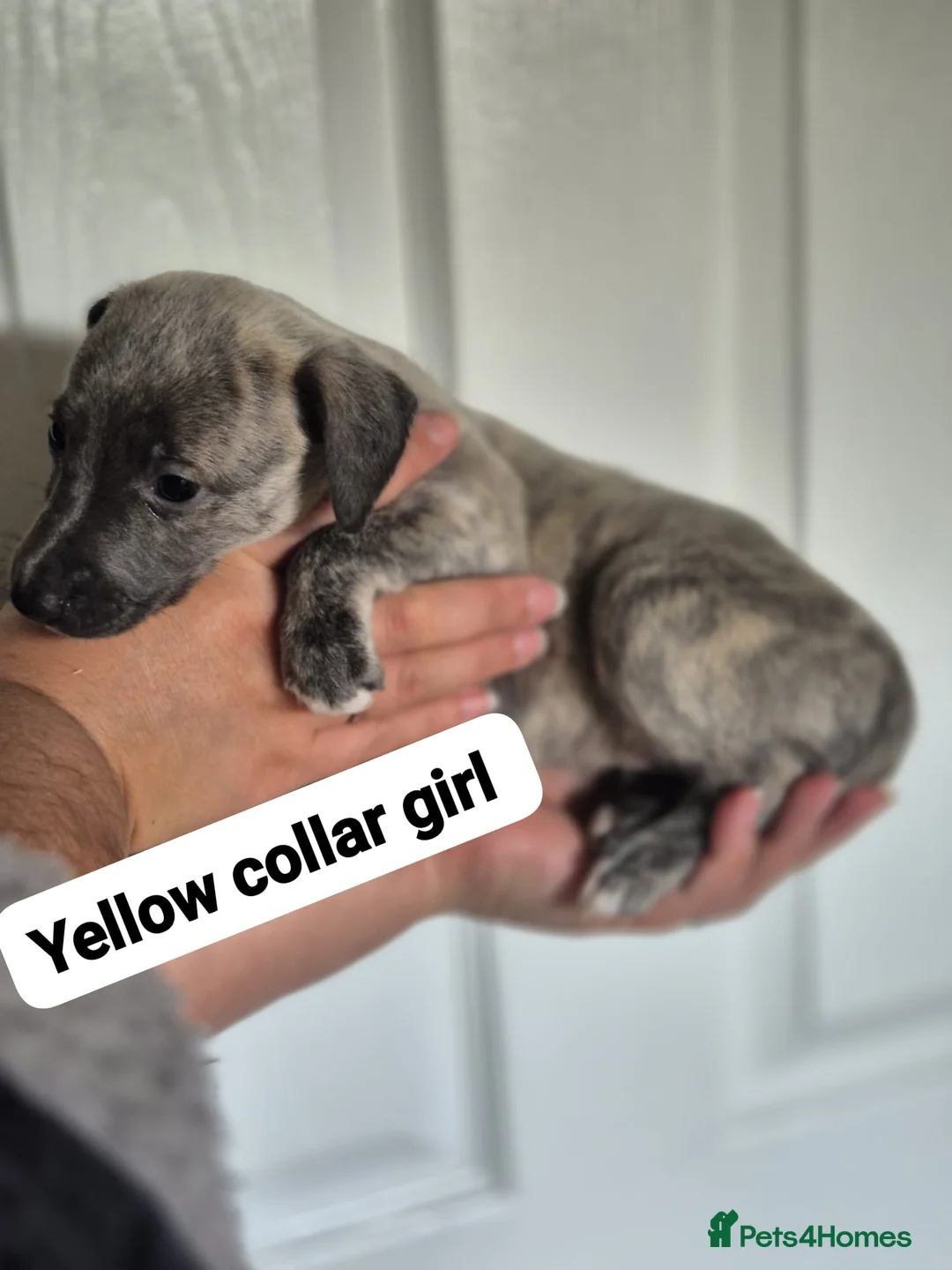 Whippet dogs for sale: Beautiful litter of Whippets - Advert 15