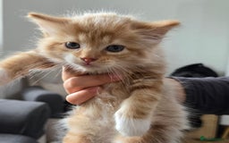 Mixed Breed cats for sale: Gorgeous Ginger Kittens 7 Weeks Old - Image 1