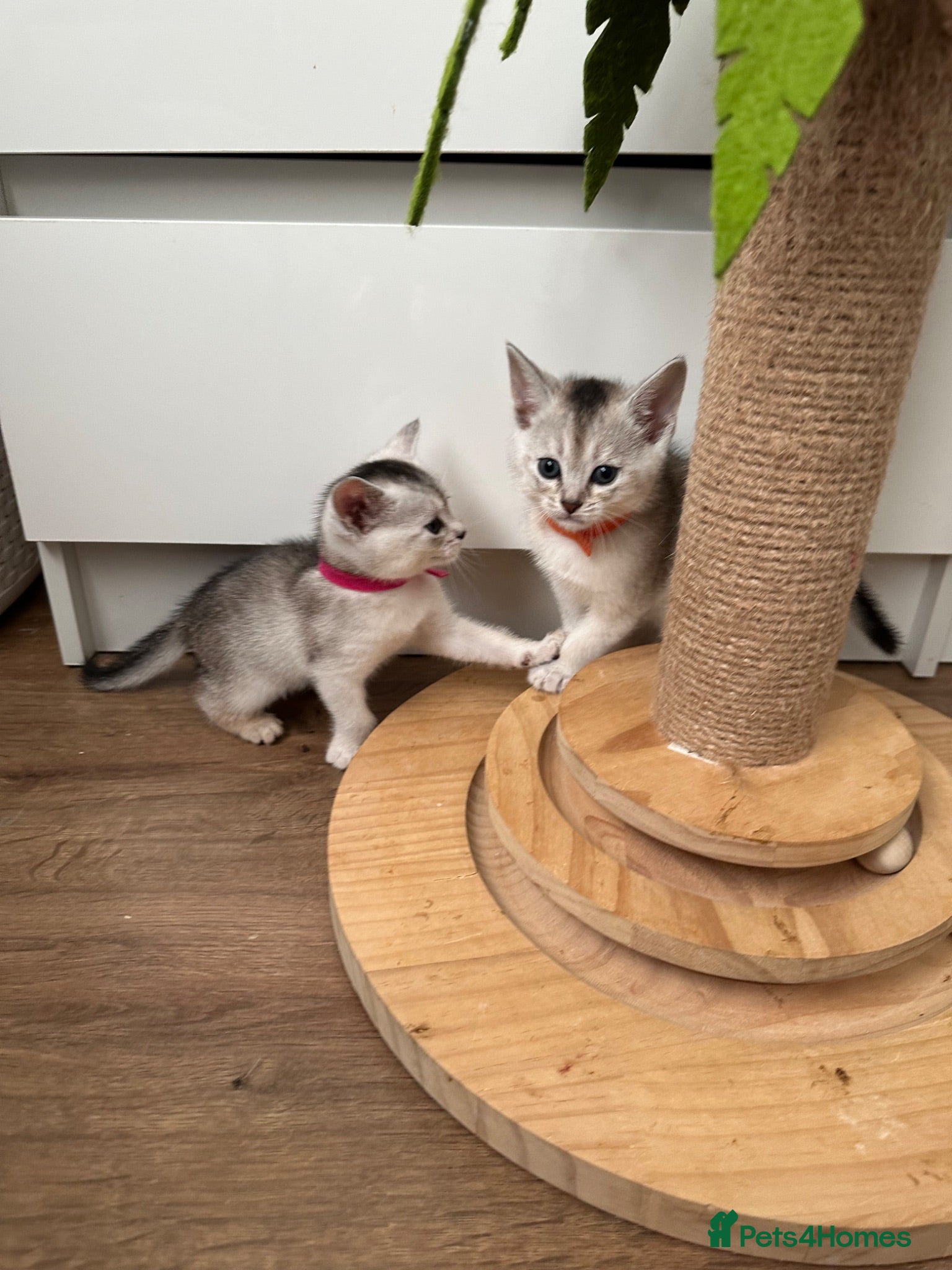 Abyssinian cats Silver Abyssinian kittens  - Advert 5