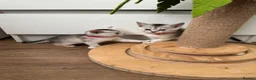 Abyssinian cats for sale: Silver Abyssinian kittens  - Advert 26
