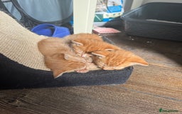 Mixed Breed cats for sale: Mixed breed ginger kittens - Image 7