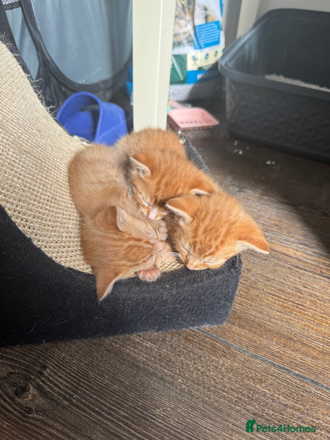 Mixed Breed cats for sale: Mixed breed ginger kittens - Image 7