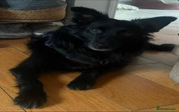 Mixed Breed dogs for adoption: Meet Dixie, currently residing in Wiltshire  - Advert 3