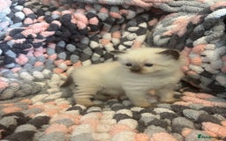 Ragdoll cats for sale: Beautiful ragdoll kittens 🩵 - Image 7