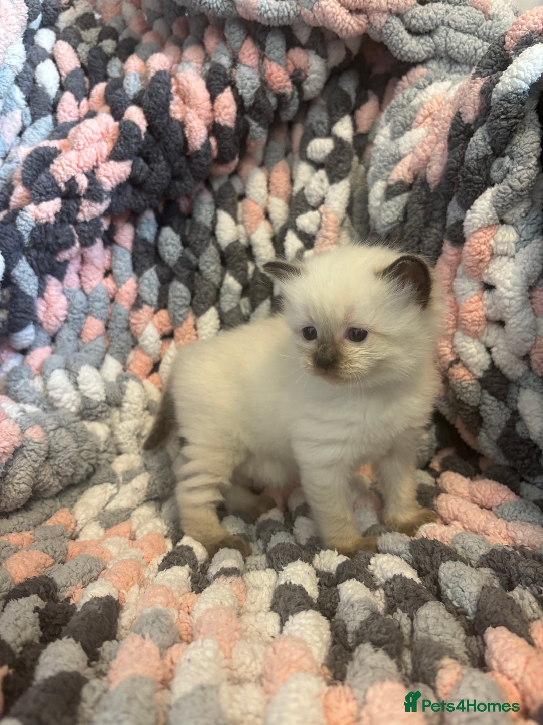 Ragdoll cats for sale: Beautiful ragdoll kittens 🩵 - Image 7