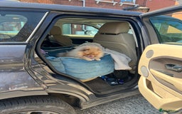 Pomeranian dogs for sale: Teddybear cuddly Retired spayed 1-2 years old  - Image 12