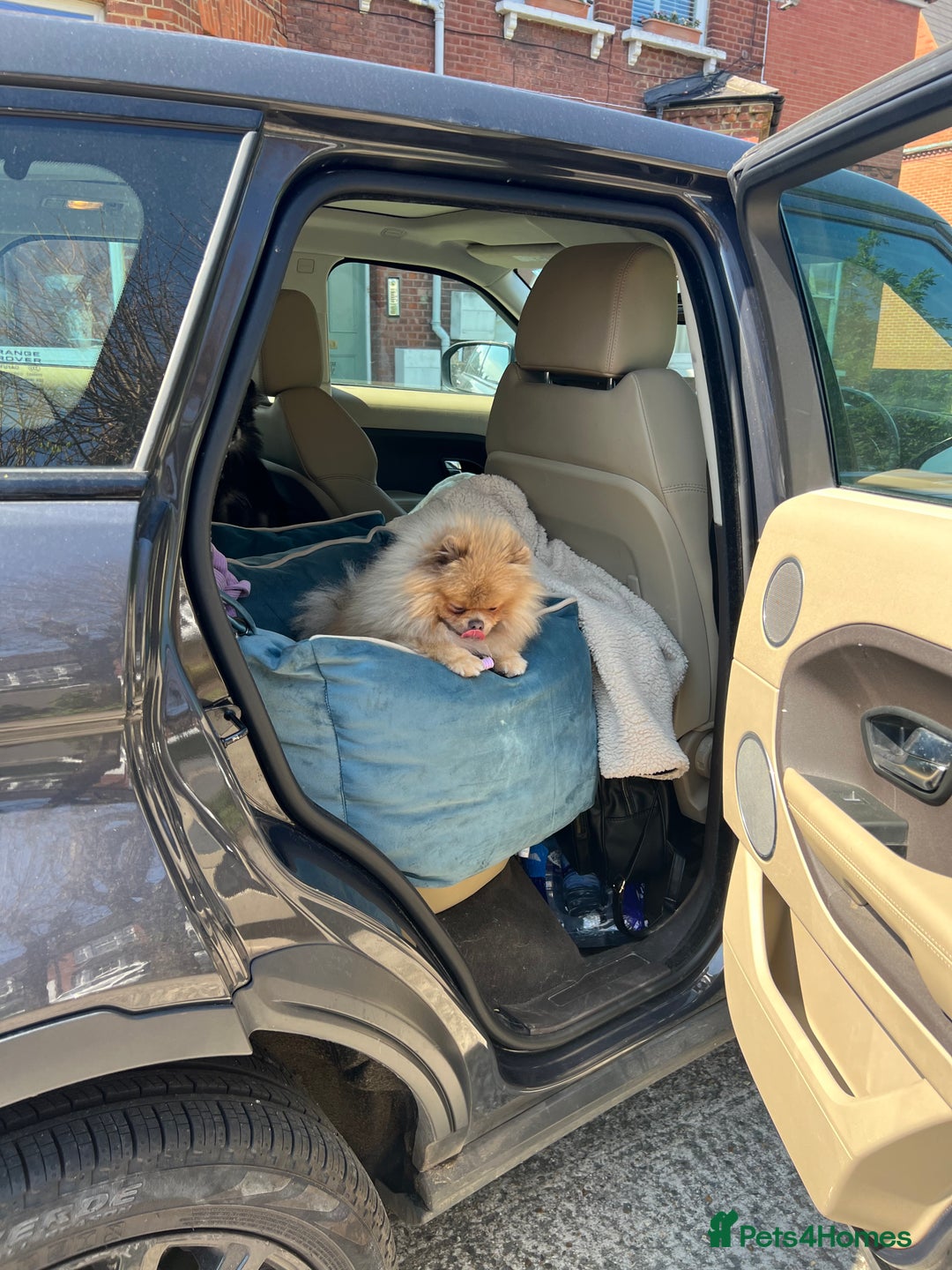 Pomeranian dogs for sale: Teddybear cuddly Retired spayed 1-2 years old  - Image 12