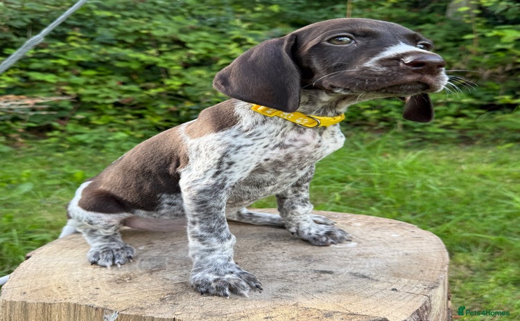 German Shorthaired Pointer dogs - Advert 1
