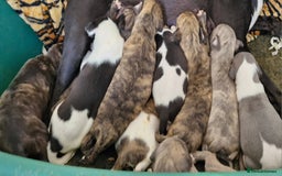 Whippet dogs for sale: Five Star KC Whippet Puppies - Image 5
