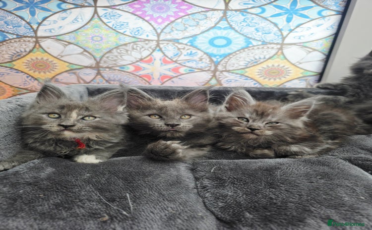 Maine Coon cats - Advert 15