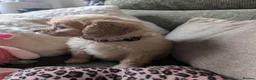 Cavapoo dogs for sale: Last Boy F1 Toy Cavapoo Puppy  - Advert 4