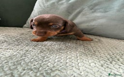 Miniature Dachshund dogs for sale: Mini Dachshund puppies   - Image 4