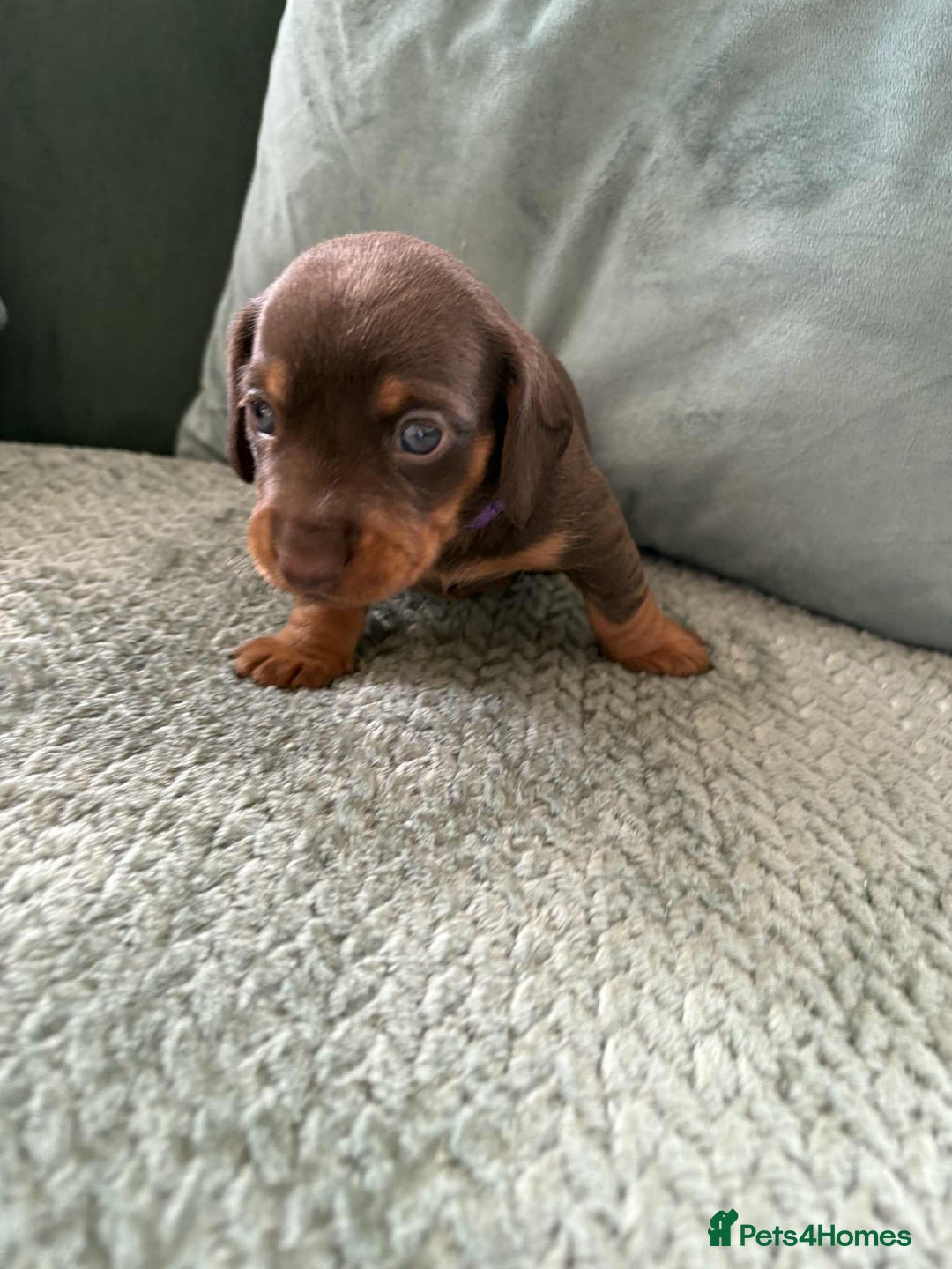 Miniature Dachshund dogs for sale: Mini Dachshund puppies   - Image 4