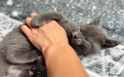 British Shorthair cats for sale: GCCF, CHAMPION BLOODLINE BRITISH SHORTHAIR KITTENS - Image 2