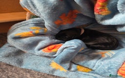 Mixed Breed dogs for sale: Beautiful Collie x K.C Staffy Pups  - Image 7