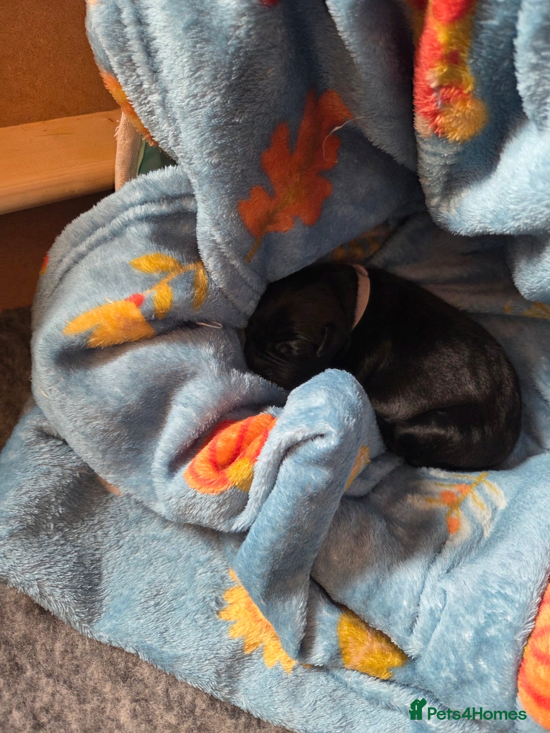 Mixed Breed dogs for sale: Beautiful Collie x K.C Staffy Pups  - Image 7