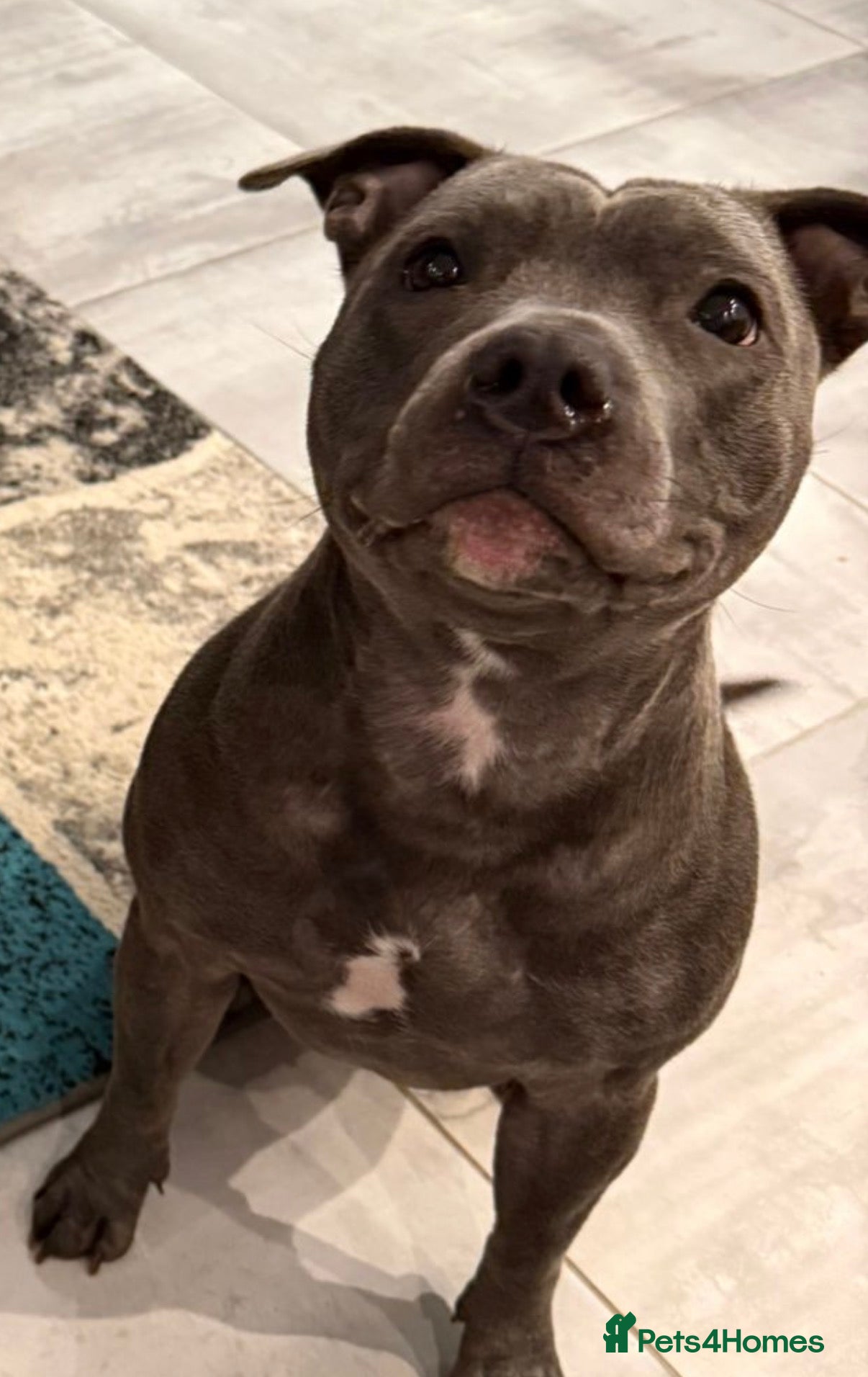 Staffordshire Bull Terrier dogs Staffordshire bull terrier puppies  - Advert 6