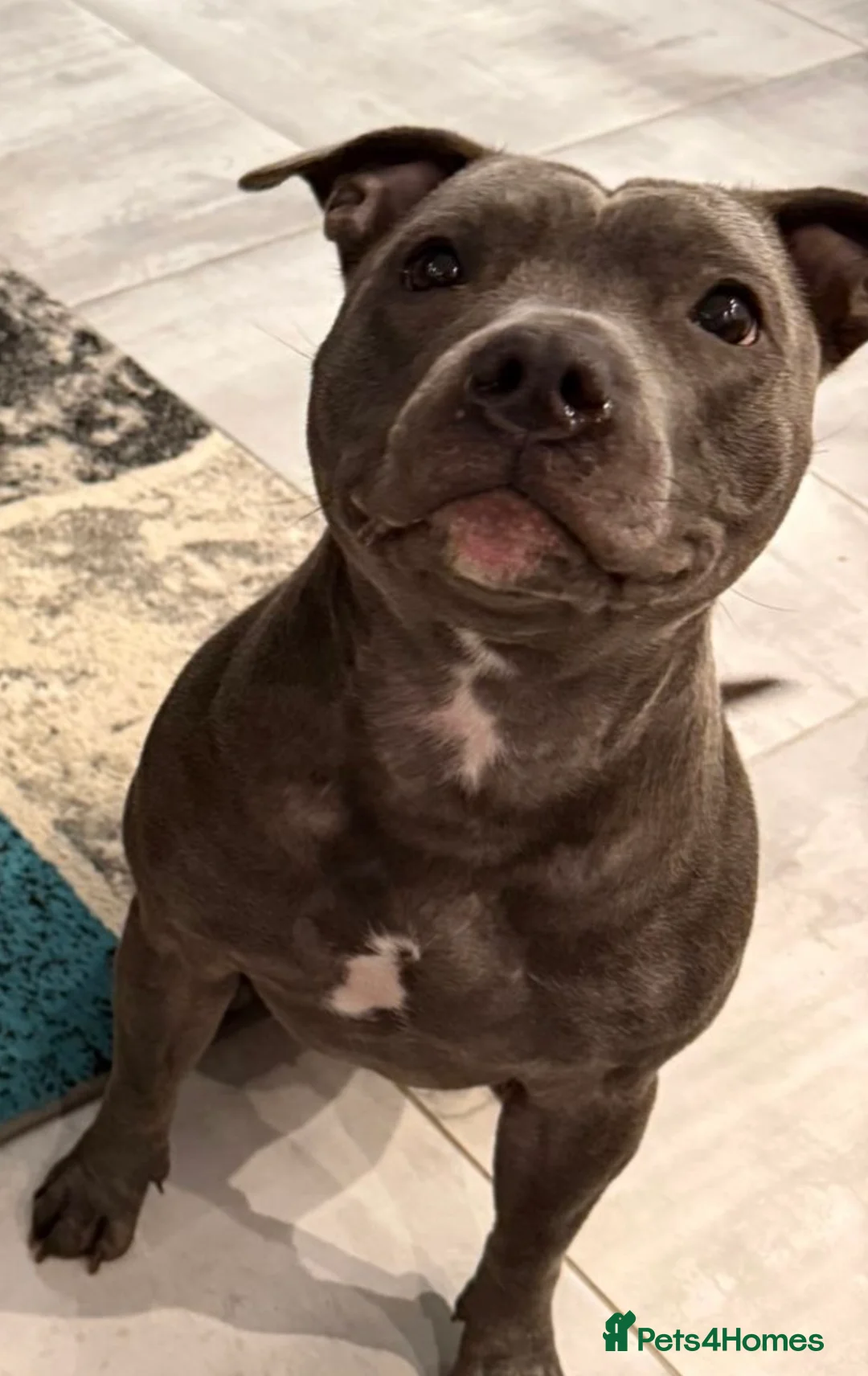 Staffordshire Bull Terrier dogs for sale: Staffordshire bull terrier puppies  - Advert 1