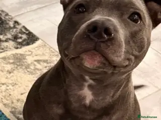 Staffordshire Bull Terrier dogs Staffordshire bull terrier puppies - Advert 6