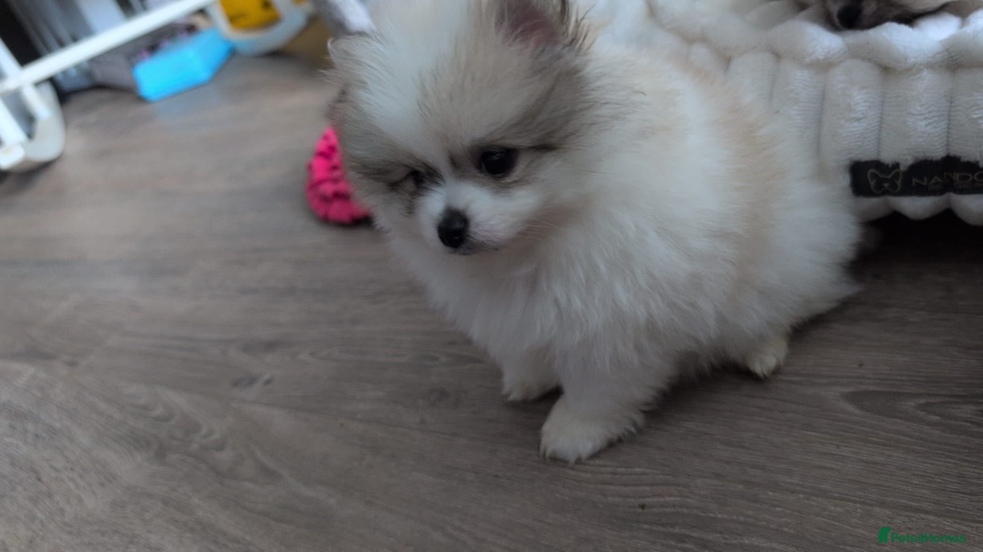 Pomeranian dogs TINY Pure Gorgeous KC Pomeranians Pups - Advert 18