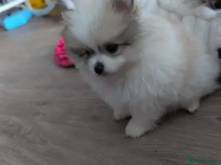 Pomeranian dogs TINY Pure Gorgeous KC Pomeranians Pups - Advert 18