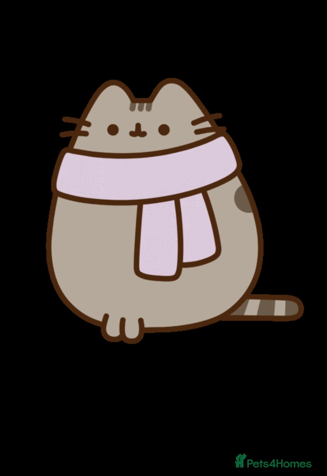 British Shorthair cats for sale: 🌟GCCF Reg’ British Shorthair - Ready now🌟 in Abergavenny - Image 14