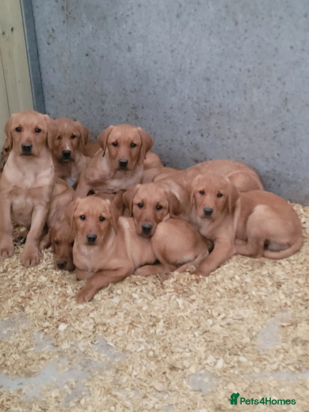 Labrador Retriever dogs for sale: Fox Red Labrador Pups For Sale  - Advert 9