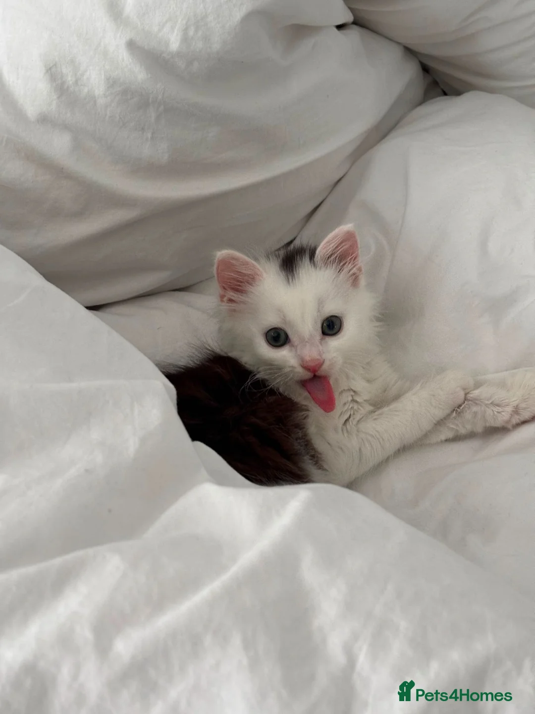 Domestic Shorthair cats for sale: Kitten Looking for a Loving Home 🐾 - Advert 2