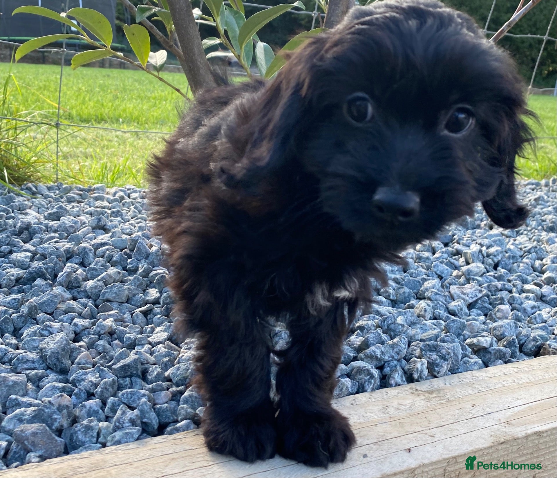 Cockapoo dogs 2 cockerpoo puppies - Advert 1