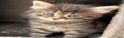 Siberian cats for sale: New imported lines Siberian kittens - Advert 12
