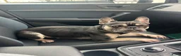 French Bulldog dogs for sale: Beautiful french bulldogs - Advert 4
