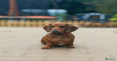 Dachshund dogs in Coventry - Advert 14