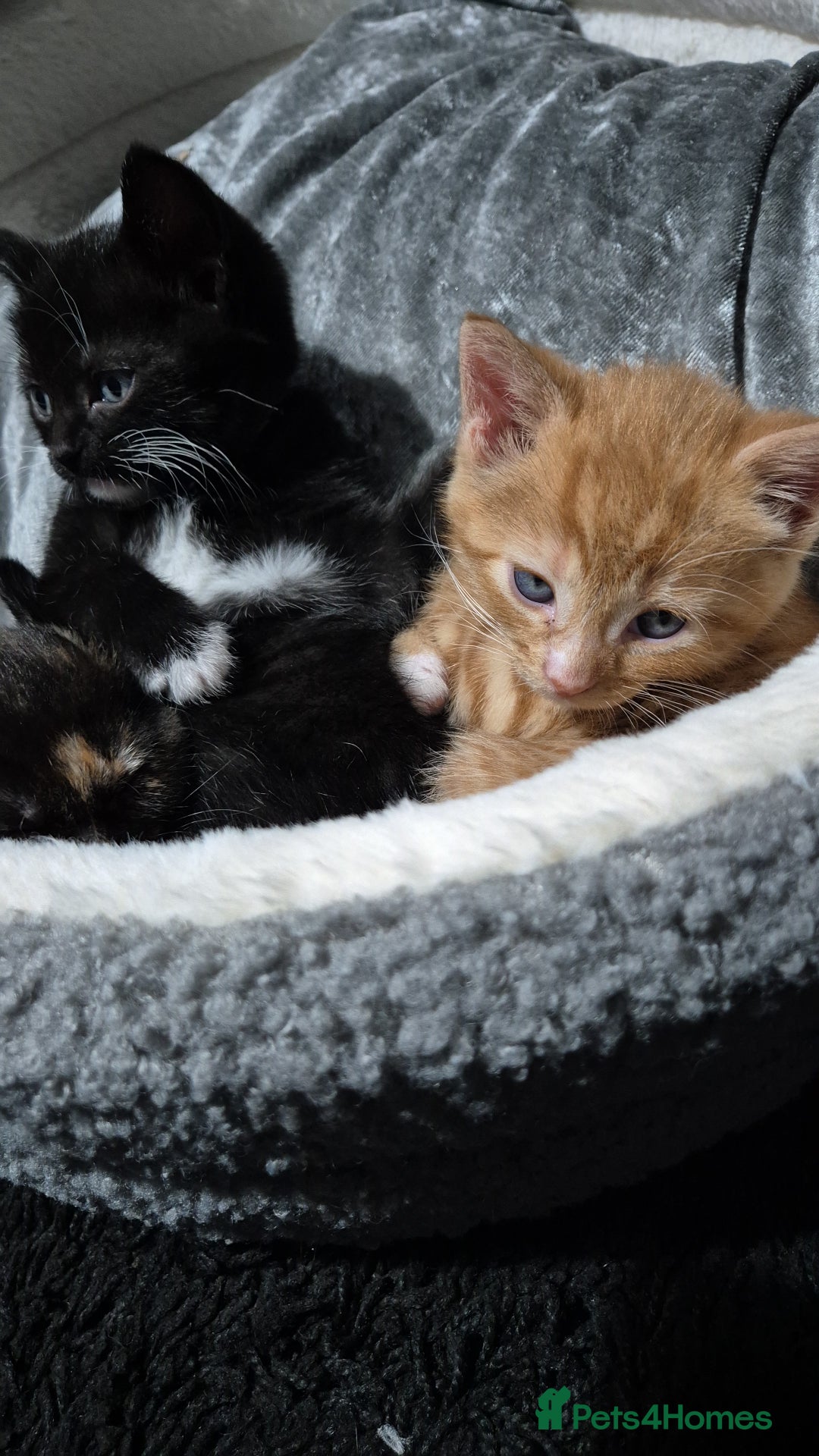 Mixed Breed cats for sale: Male kittens - Advert 7