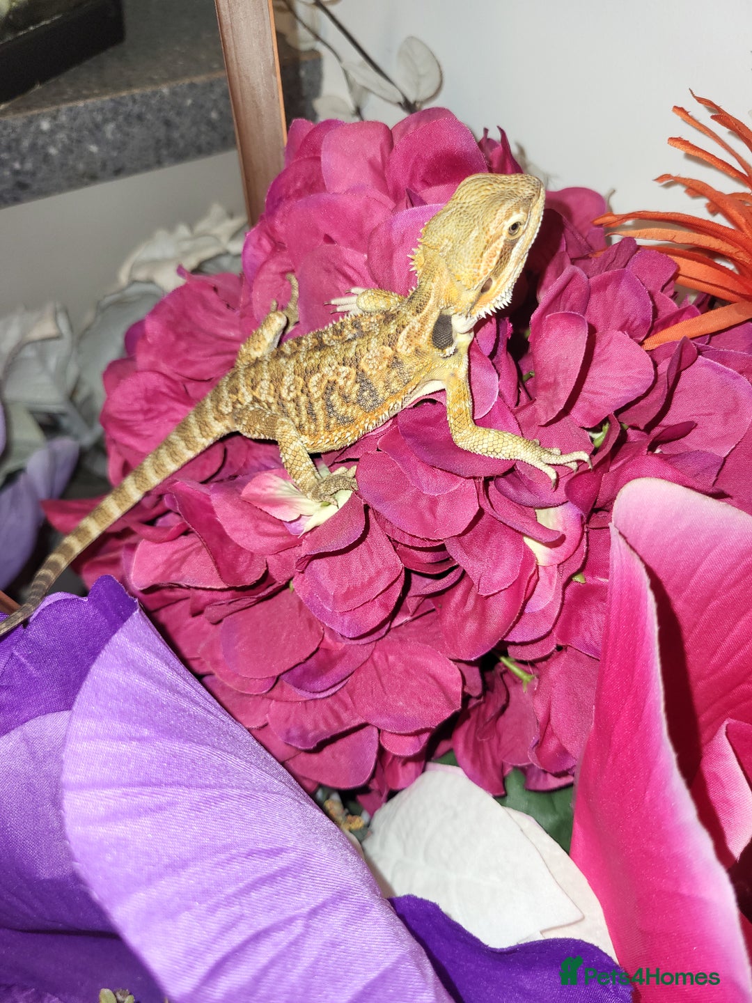 Bearded Dragon reptiles for sale: Friendly bearded dragons  - Advert 2