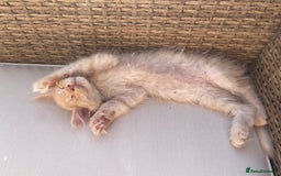 Maine Coon cats for sale: Cream Boys Available for forever homes  in Rushden - Image 7